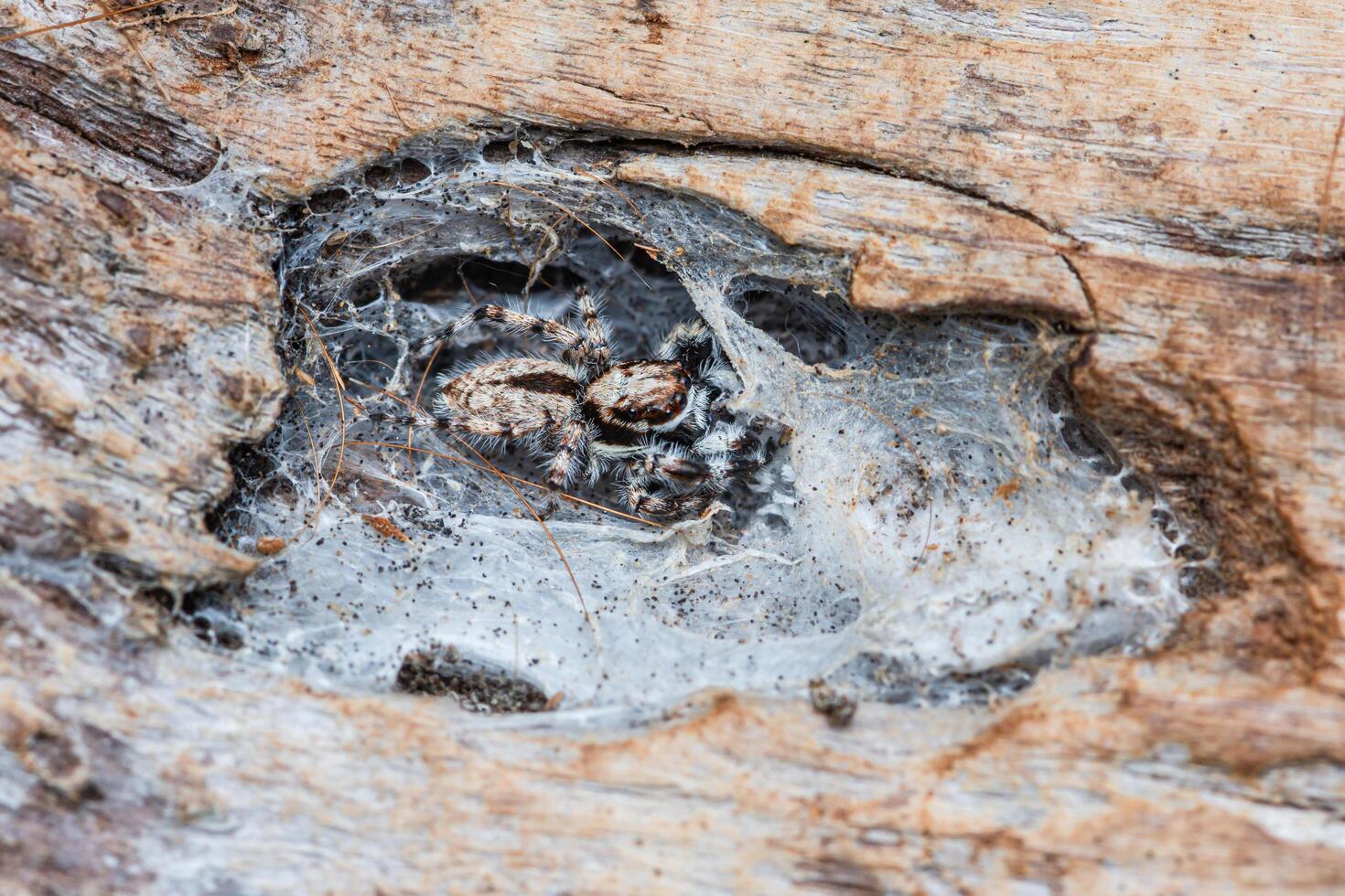 Jumping spider hiding in nest on the tree bark. photo