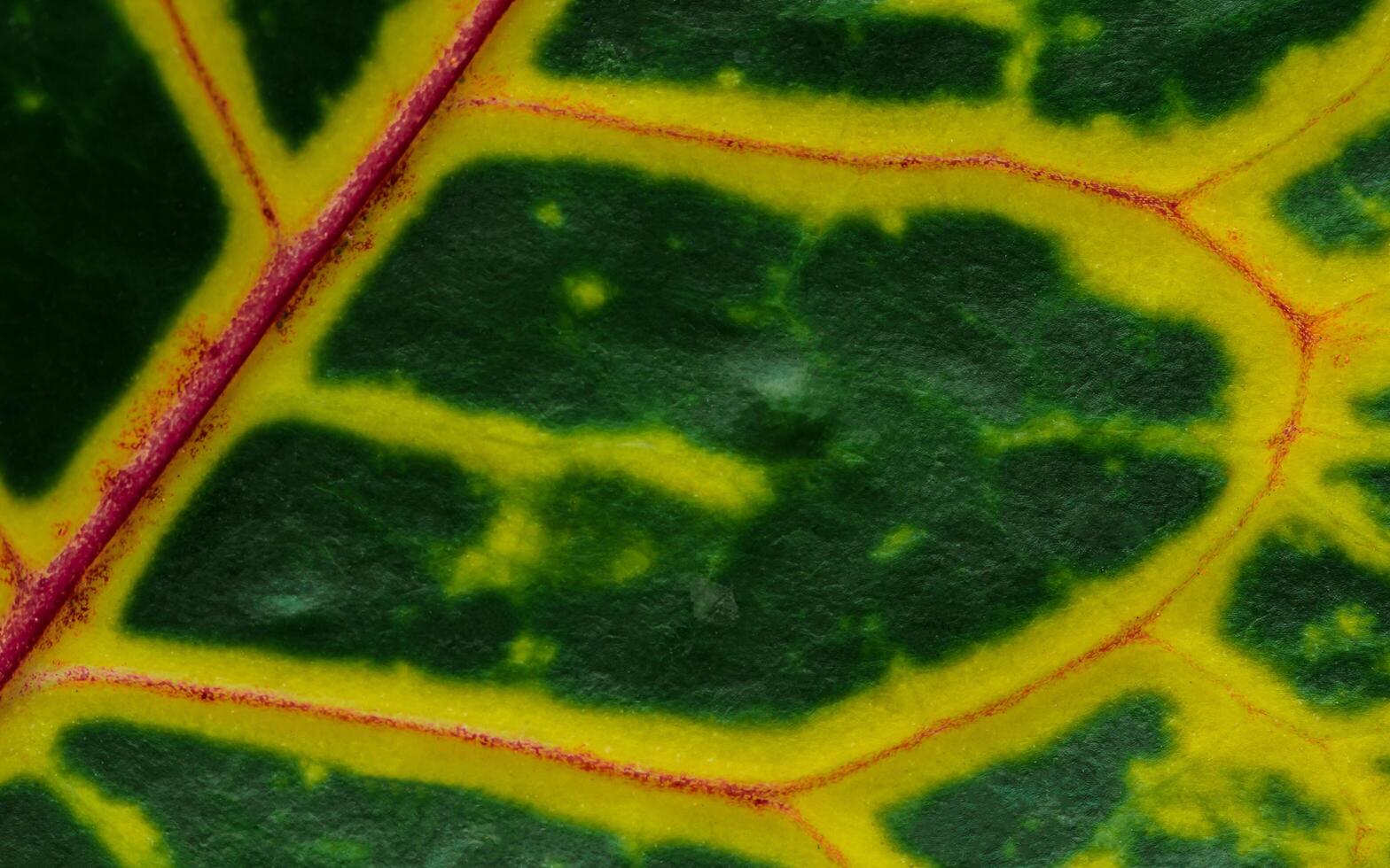 Croton green leaf showing yellow veins forming abstract pattern. photo