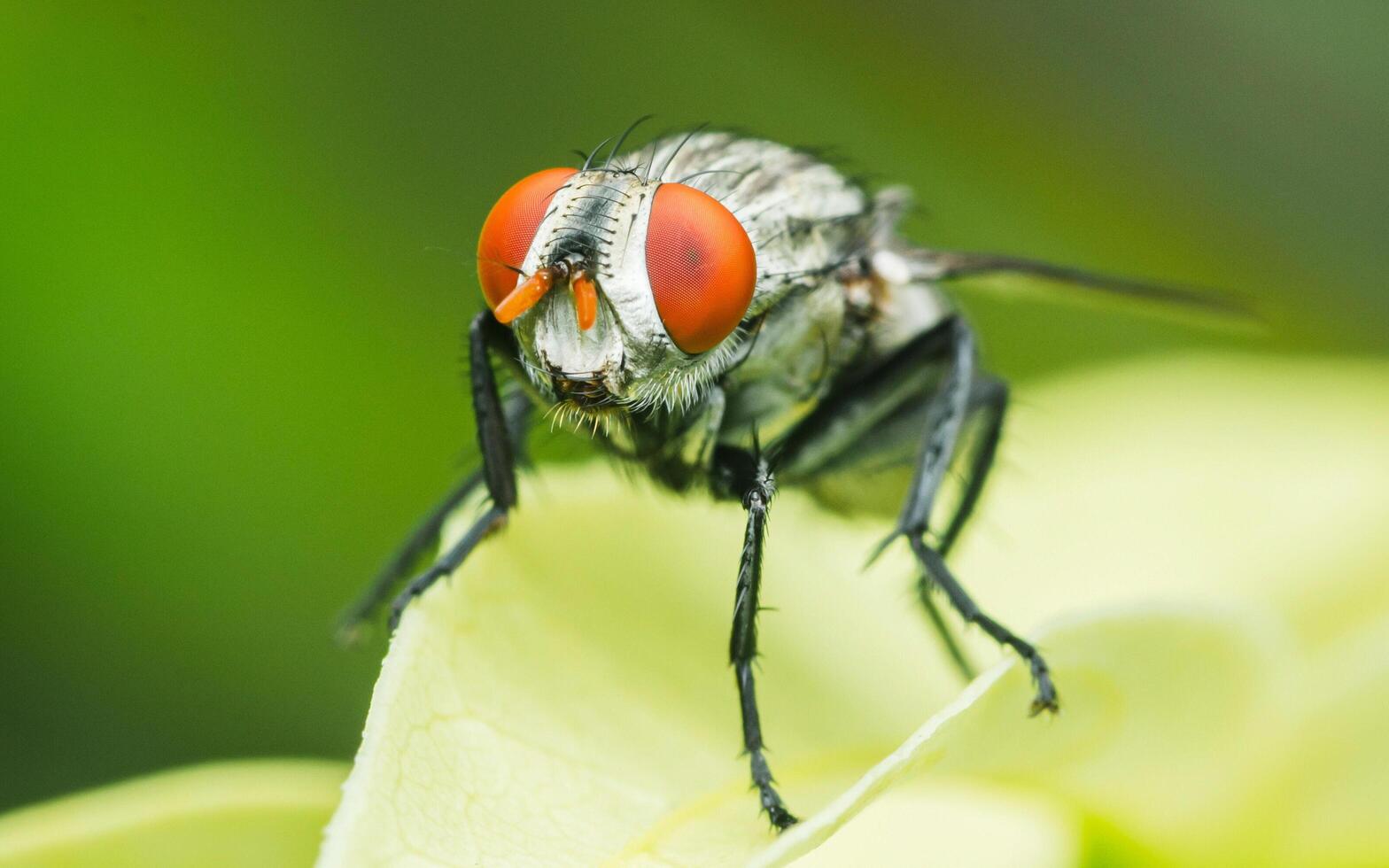 Close up a Common housefly on green leaf. photo