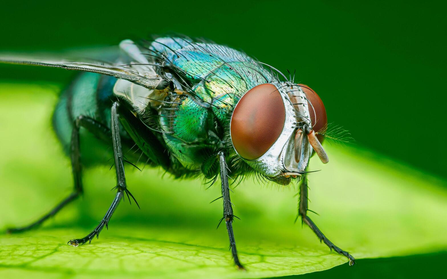 Common green bottle fly on a leaf and nature background. photo