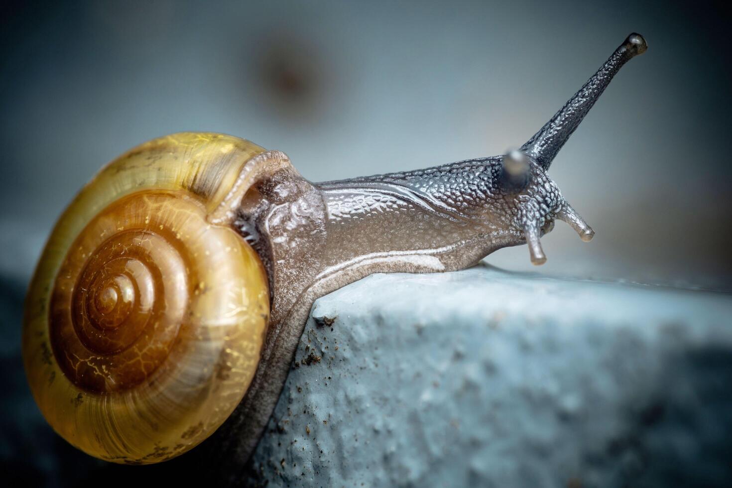 Asian Tramp Snail on floor. photo