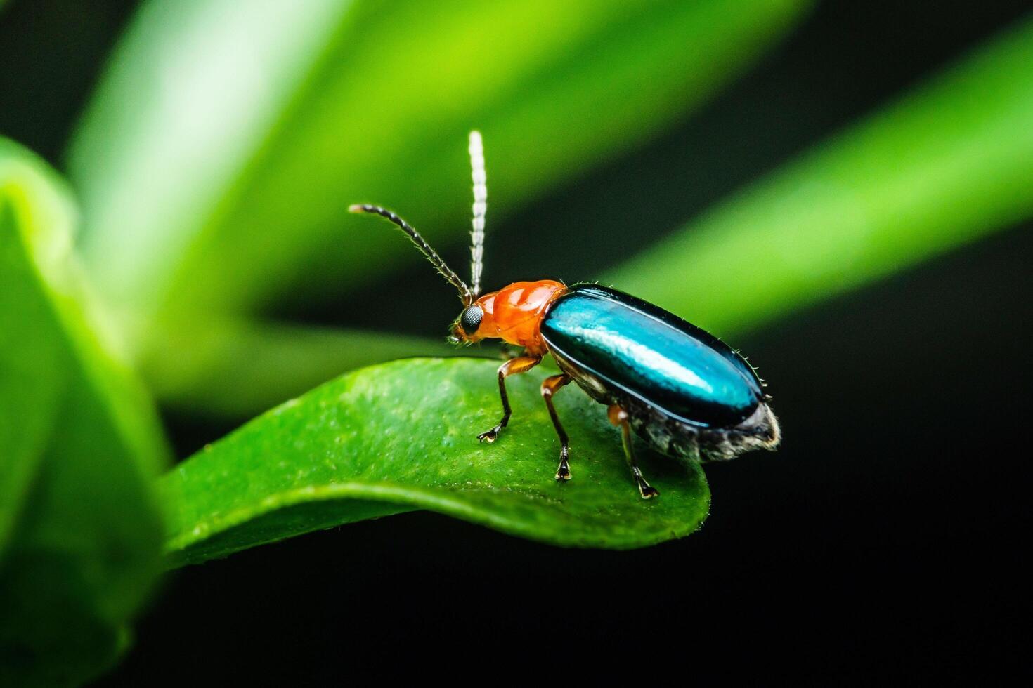 Shiny Flea Beetle on leaf and black background. photo