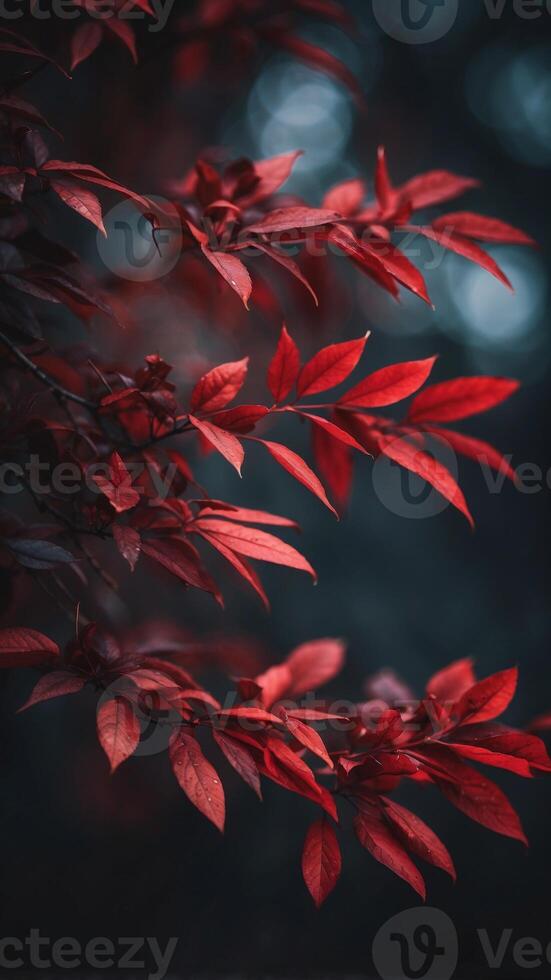Dark leaves with contrasting red foliage. photo