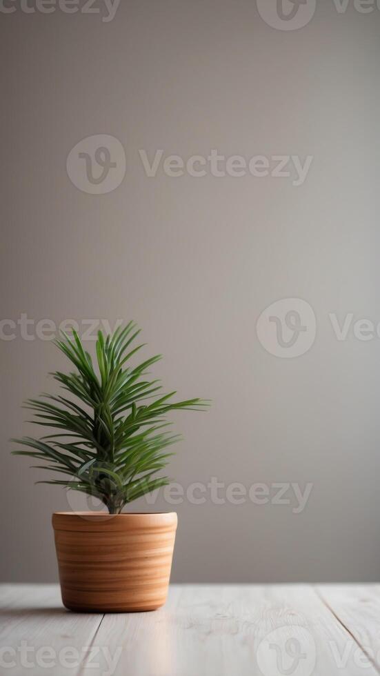 Blank white wall wooden floor modern pot. photo