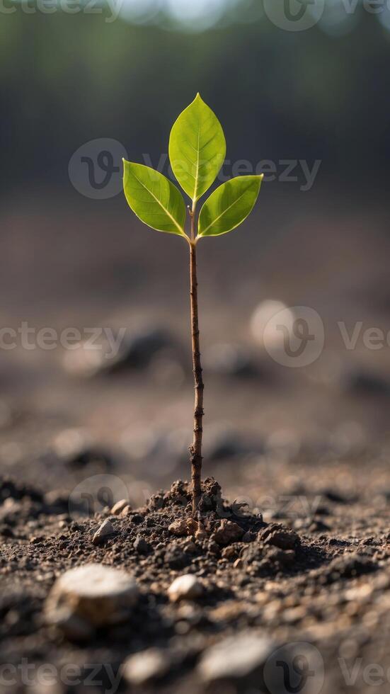 show a sapling emerging from scorched earth symbolizing conservation efforts. photo