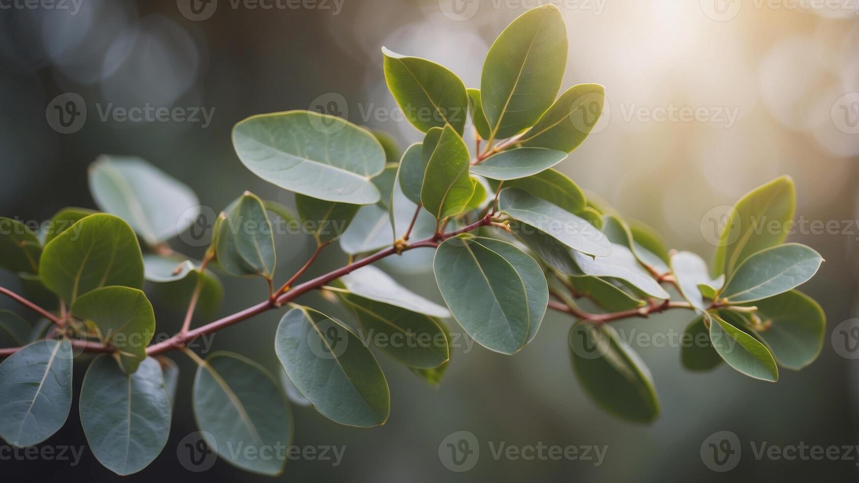 A eucalyptus branch with lush green leaves. photo