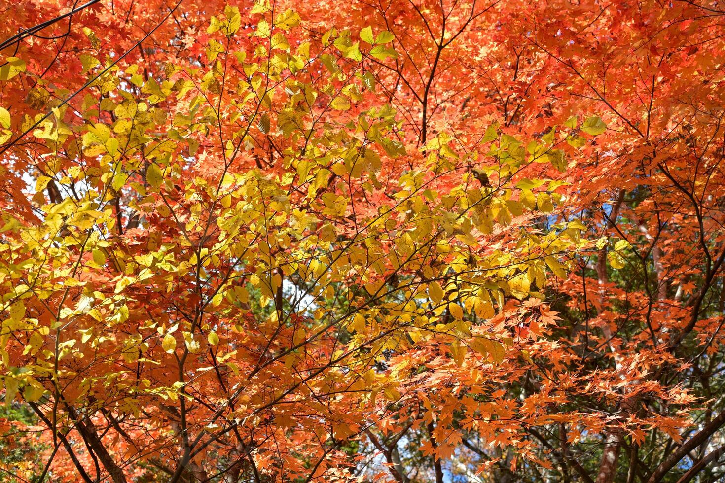 Colorful autumn leaves, Nikko, Japan photo