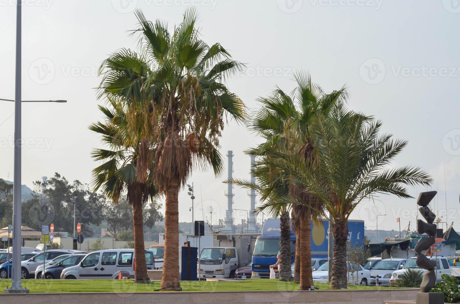 Palm Lined Parking next to car parking Background Capture of palm trees bordering a parking are photo