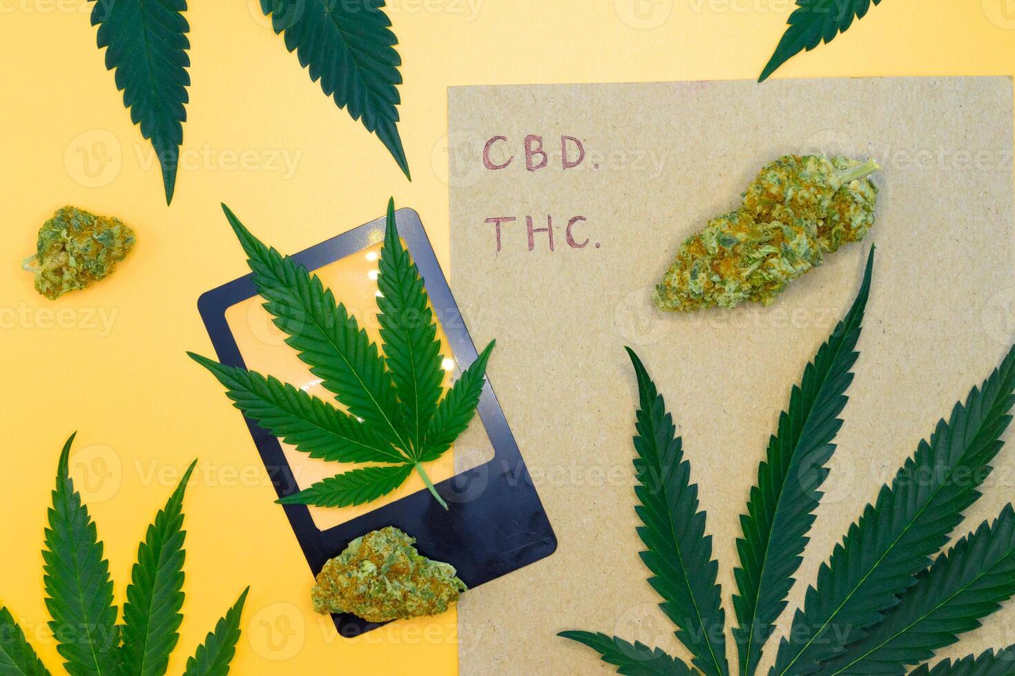 Top view of a cannabis buds with green leaf and brown paper on yellow isolated background, Scientific experiment equipment in the laboratory, concept of marijuana leaves oil extract, THC, CBD. photo