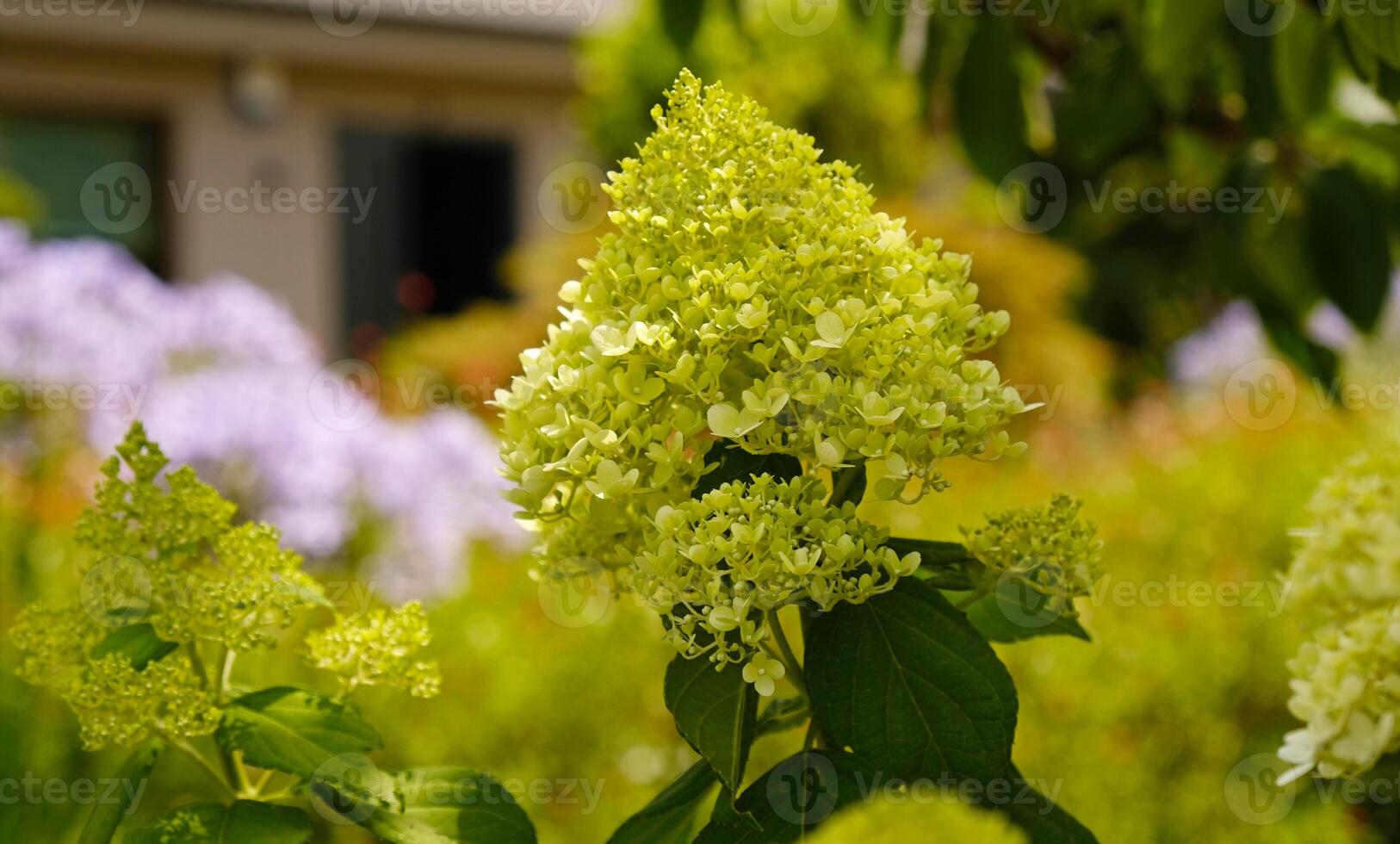 Beautiful hydrangea with inflorescences and green leaves in a Country Cottage Garden. Green petals hydrangea serrata flower, close up. Selective focus. Background for greeting card. photo