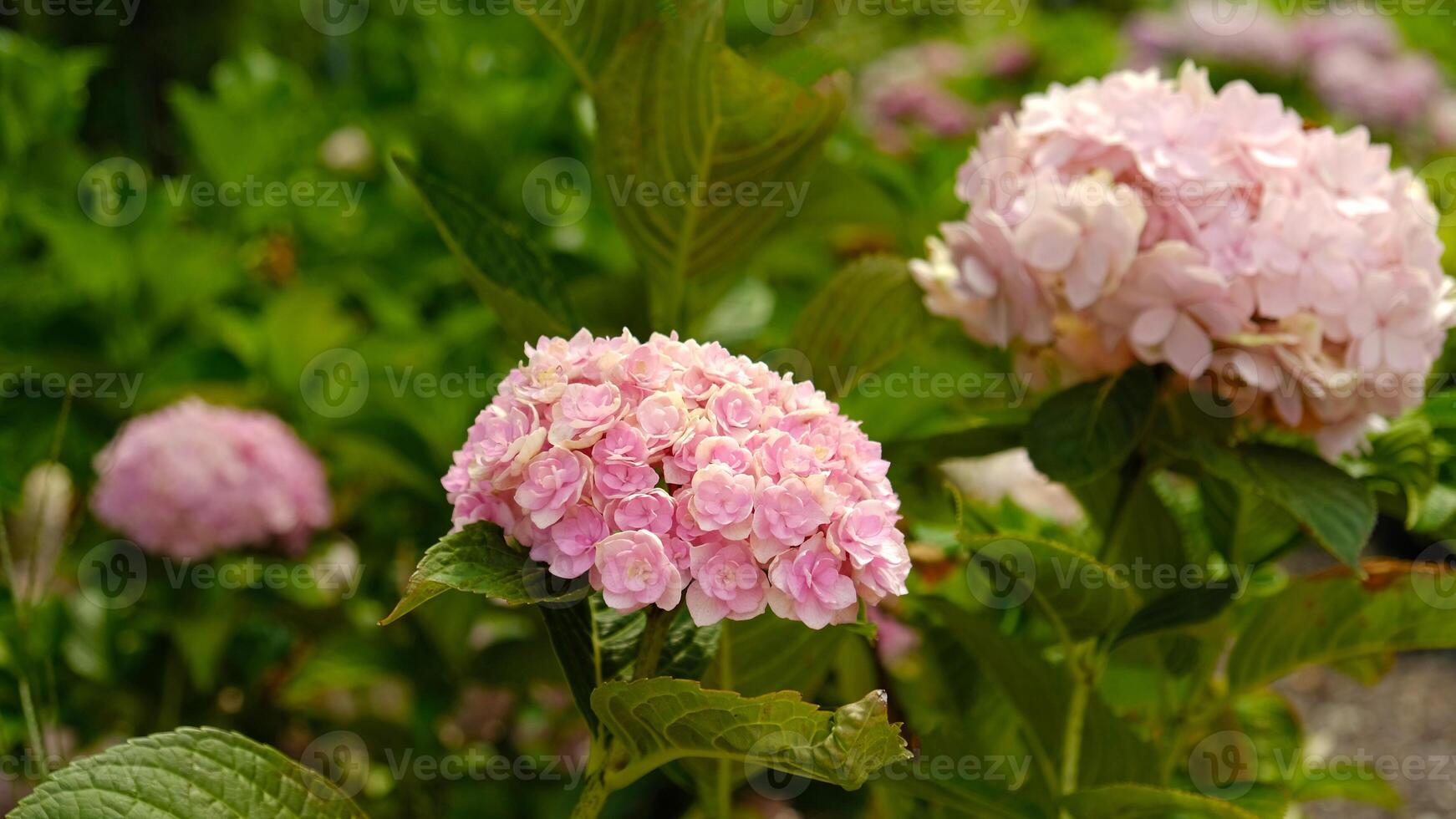 Beautiful hydrangea with inflorescences and green leaves in a Country Cottage Garden. Pink petals hydrangea serrata flower, close up. Selective focus. Background for greeting card. photo