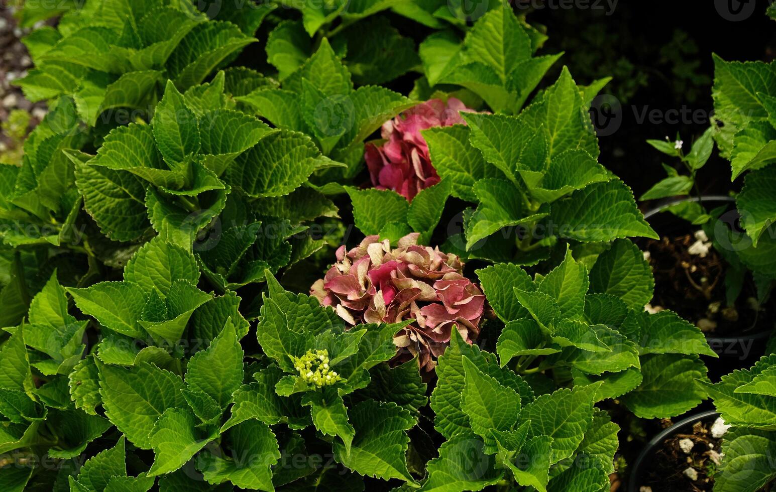 Beautiful hydrangea with inflorescences and green leaves in a Country Cottage Garden. Pink petals hydrangea serrata flower, close up. Selective focus. Background for greeting card. photo