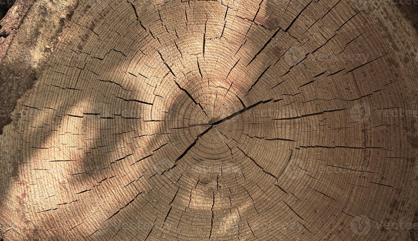 Perfect round felled tree with annual rings and cracks. Wood texture. Cut logs pattern, brown natural background. Wooden textured background. photo