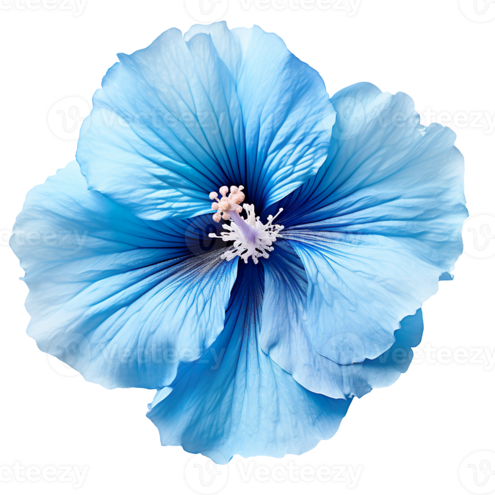 blue hibiscus flower isolated on transparent background png