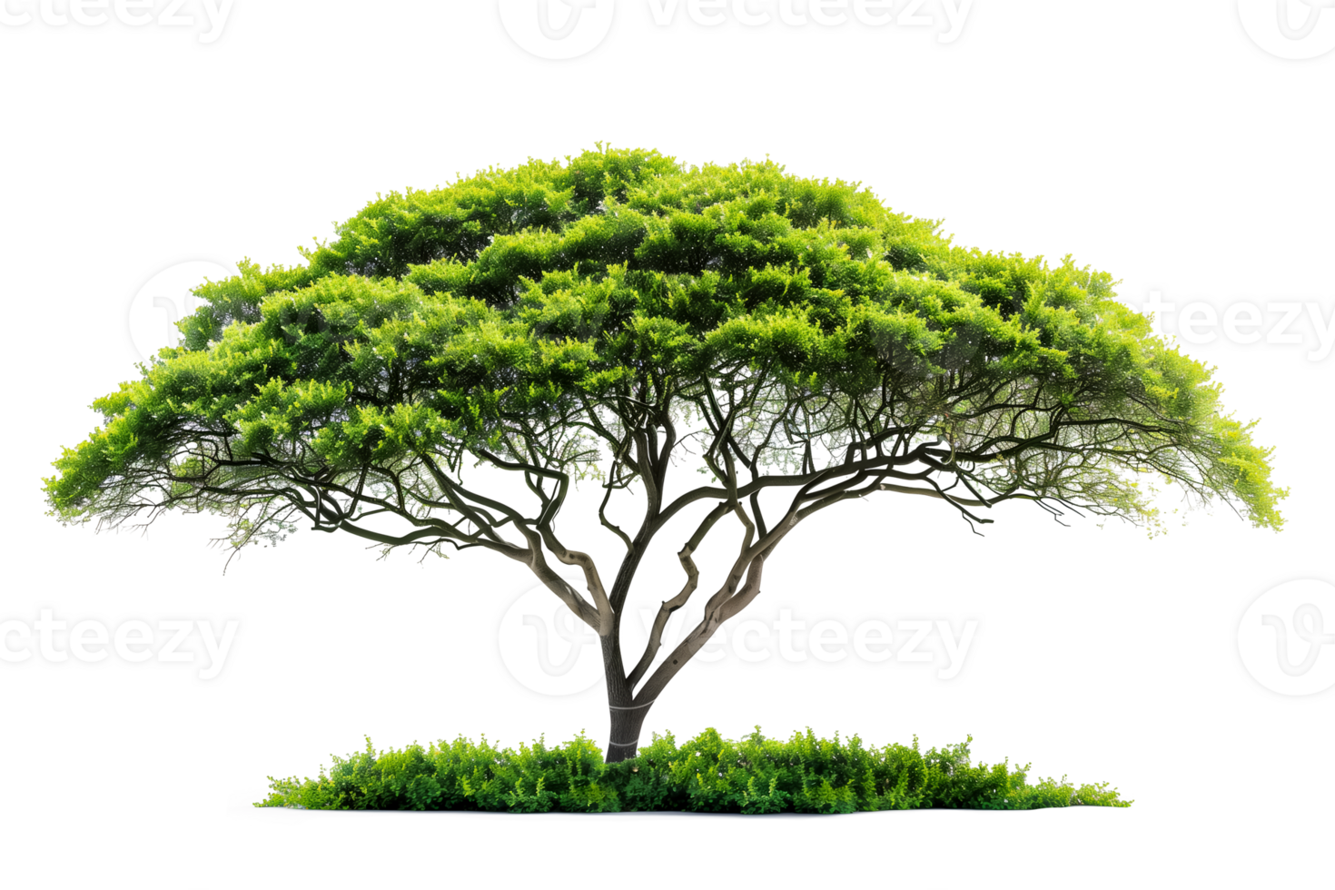 Green tree isolated on transparent background, design element png