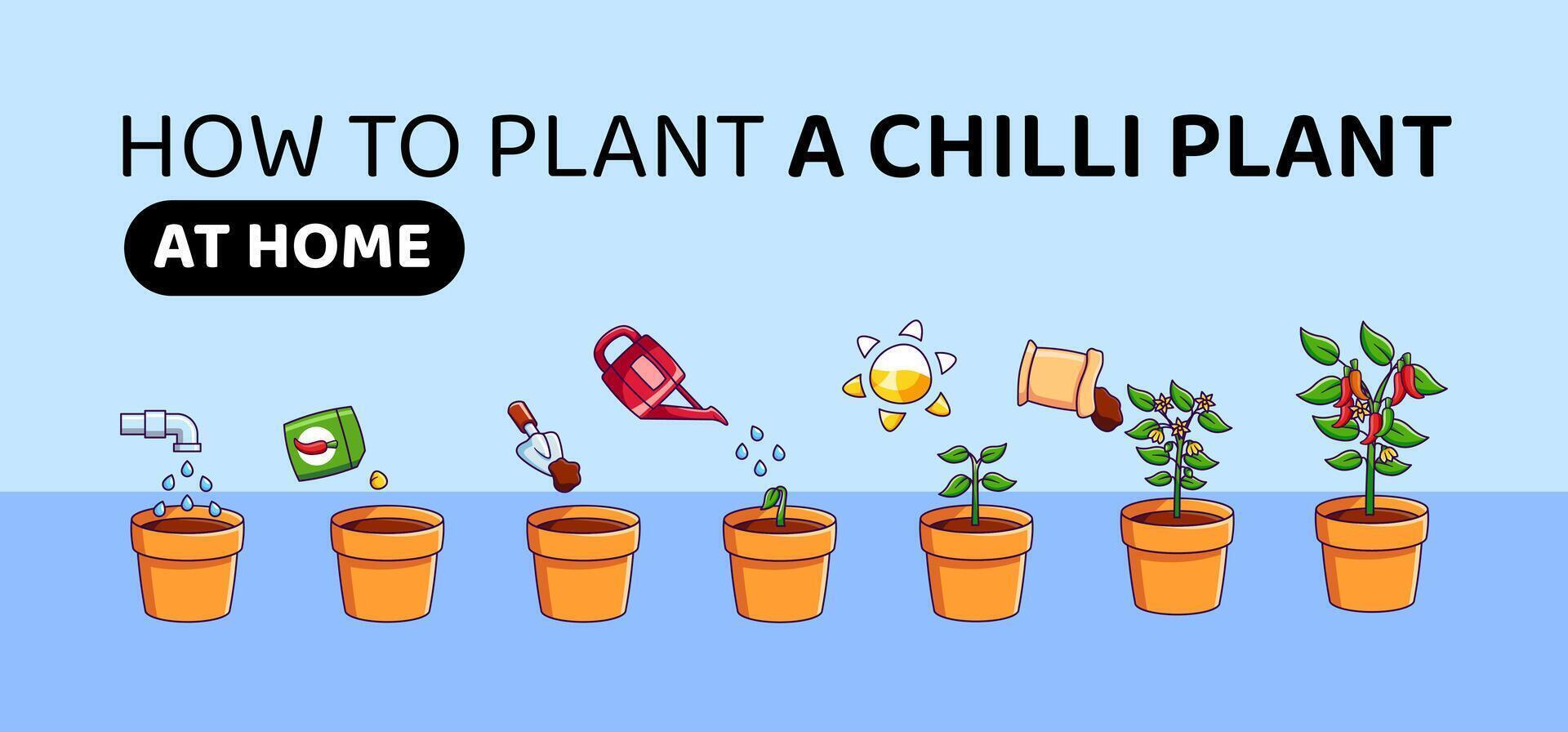 Chili pepper growth stages Infographic elements. Seed germination steps in soil vector