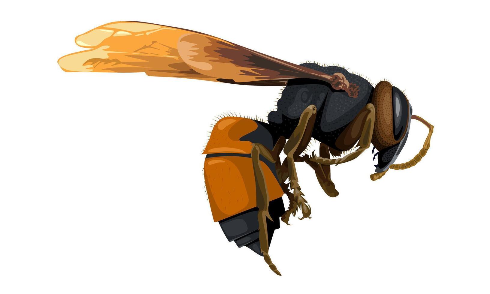 Illustration of lesser banded hornet, scientific name Vespa affinis, isolated on white background. vector