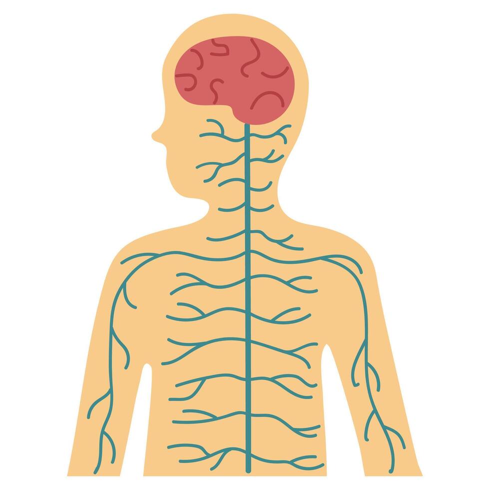 Nervous system icon clipart avatar logtotype isolated illustration vector