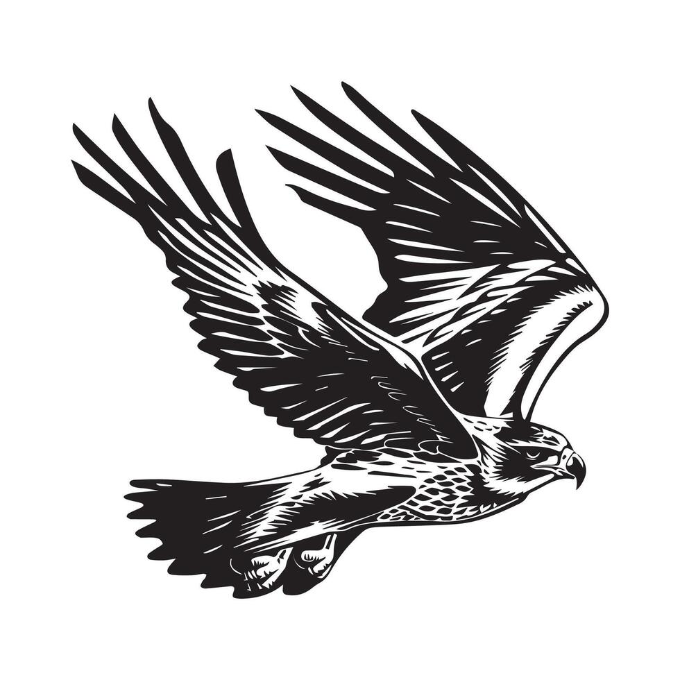 Bald Eagle Flying Stock Illustrations. Bald Eagle Flying In The Sky. Illustration Isolated On White Background. vector