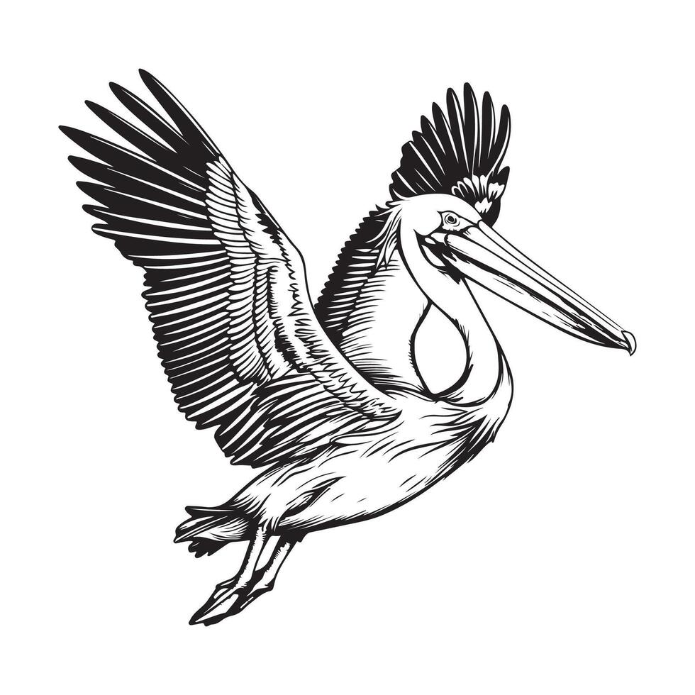 Pelicans Flying Images. Pelican flying over water stock Illustrations isolated on white background vector