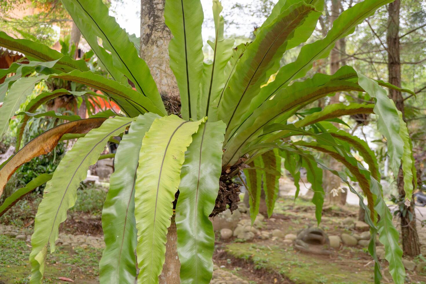Bird's Nest Fern Growing on Tree Trunk photo