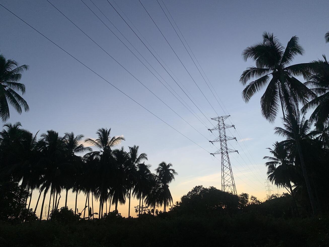 Palm Trees Silhouette Against a Sunset Sky with Power Lines. A silhouette of palm trees against a sunset sky with power lines in the distance. The sun is setting, casting a warm glow over the scene photo