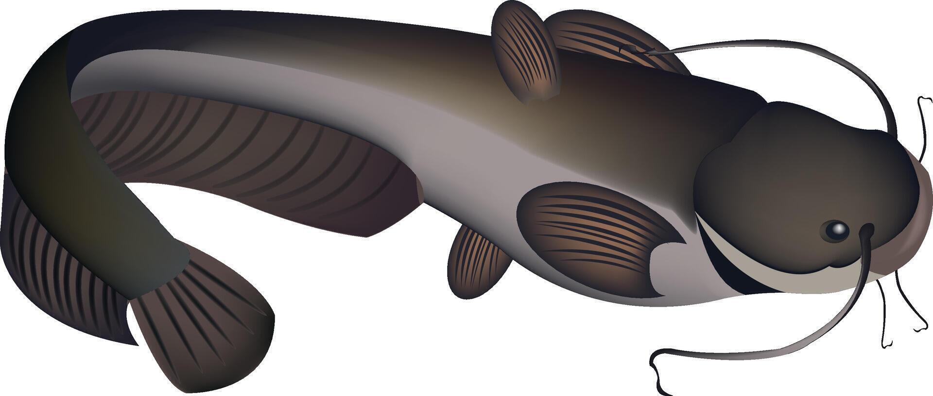 Large catfish swimming with barbels extended for food vector