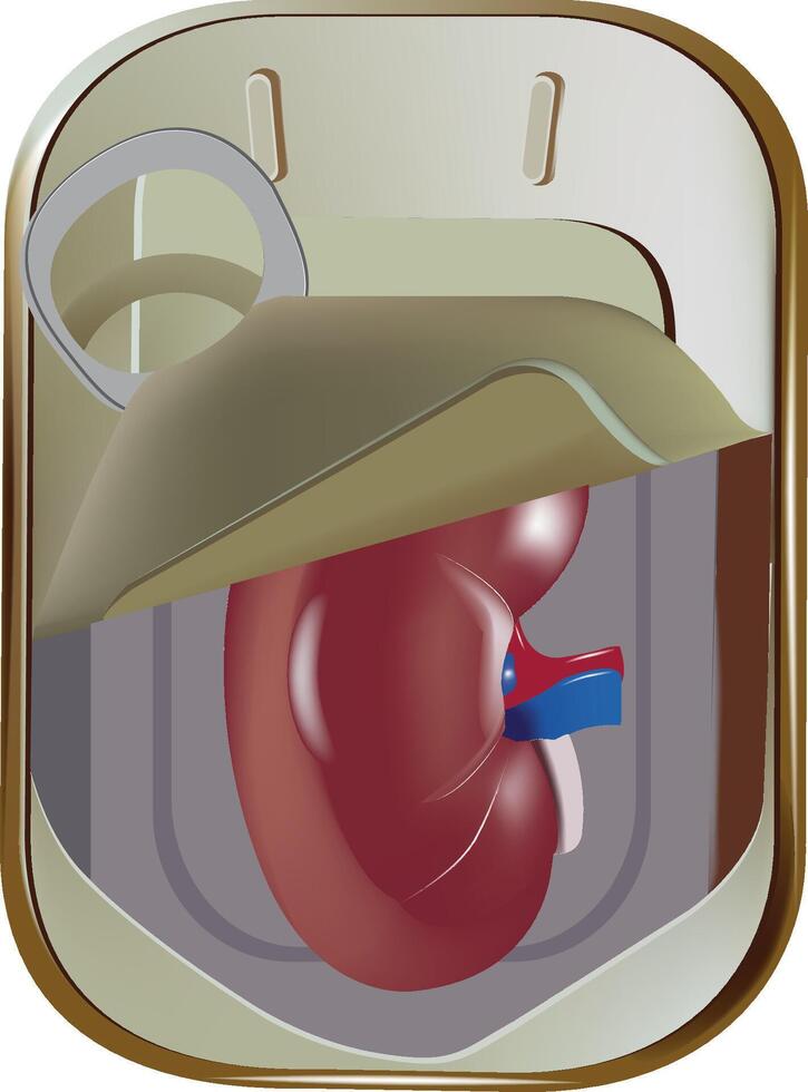 Human kidney is being preserved in a medical can, ready for a transplant surgery vector