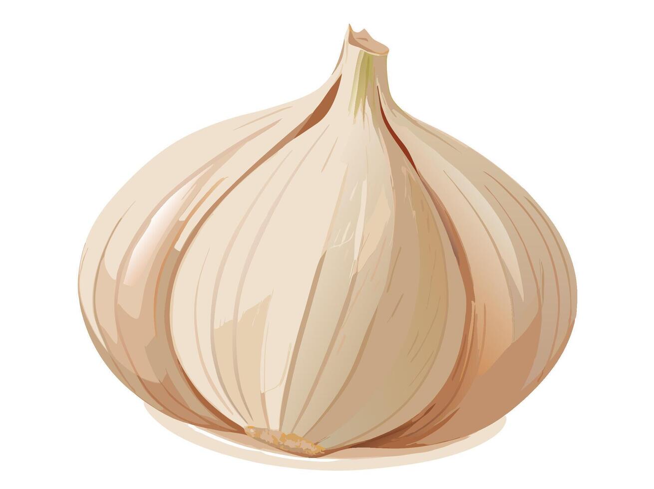 Two garlic bulbs resting on a white background vector