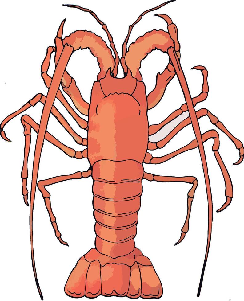 Red lobster illustration showing claws and tail vector