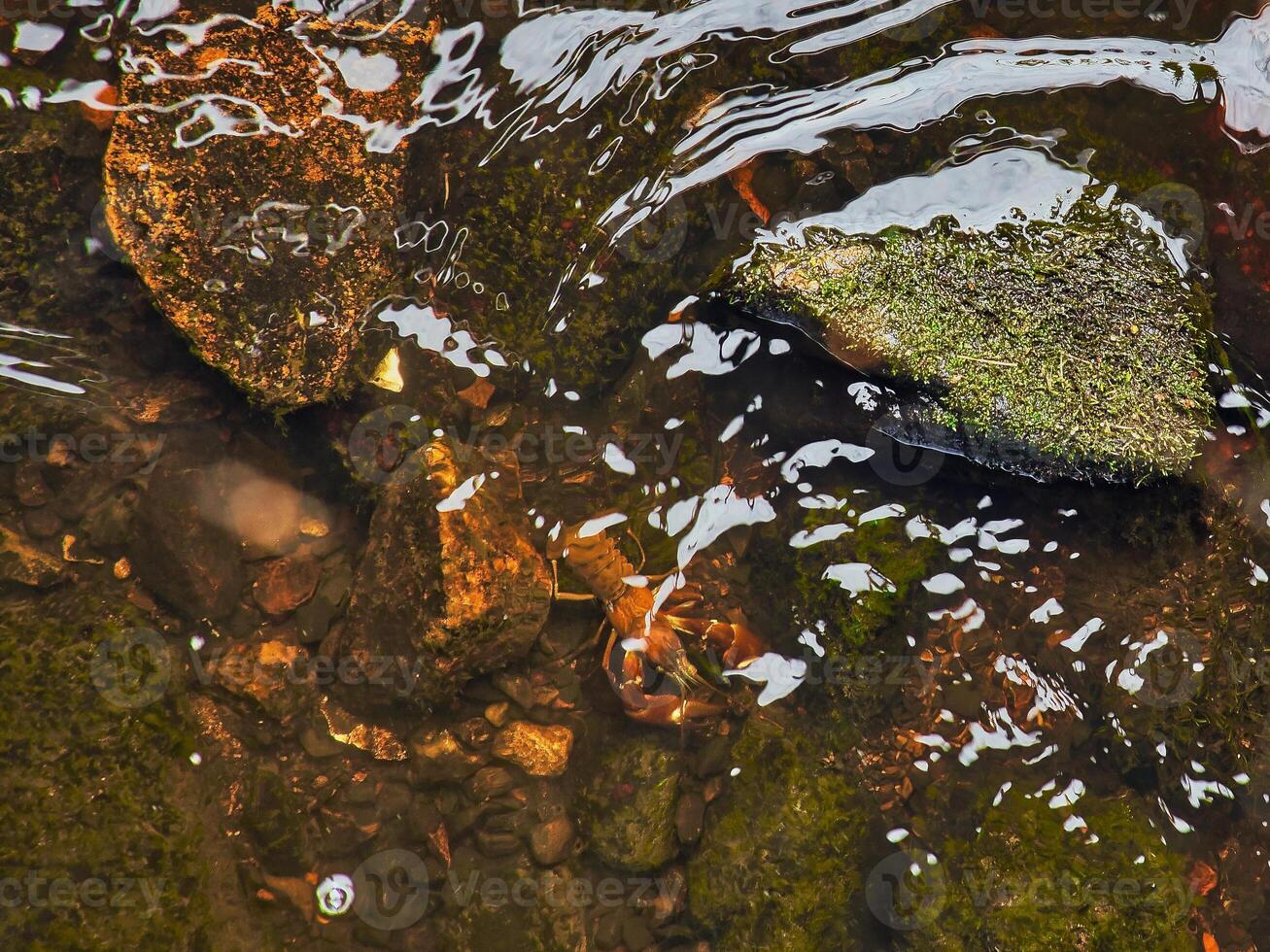 Crayfish in a stream on gravel with stones. Crayfish in nature. Delicacy to eat photo