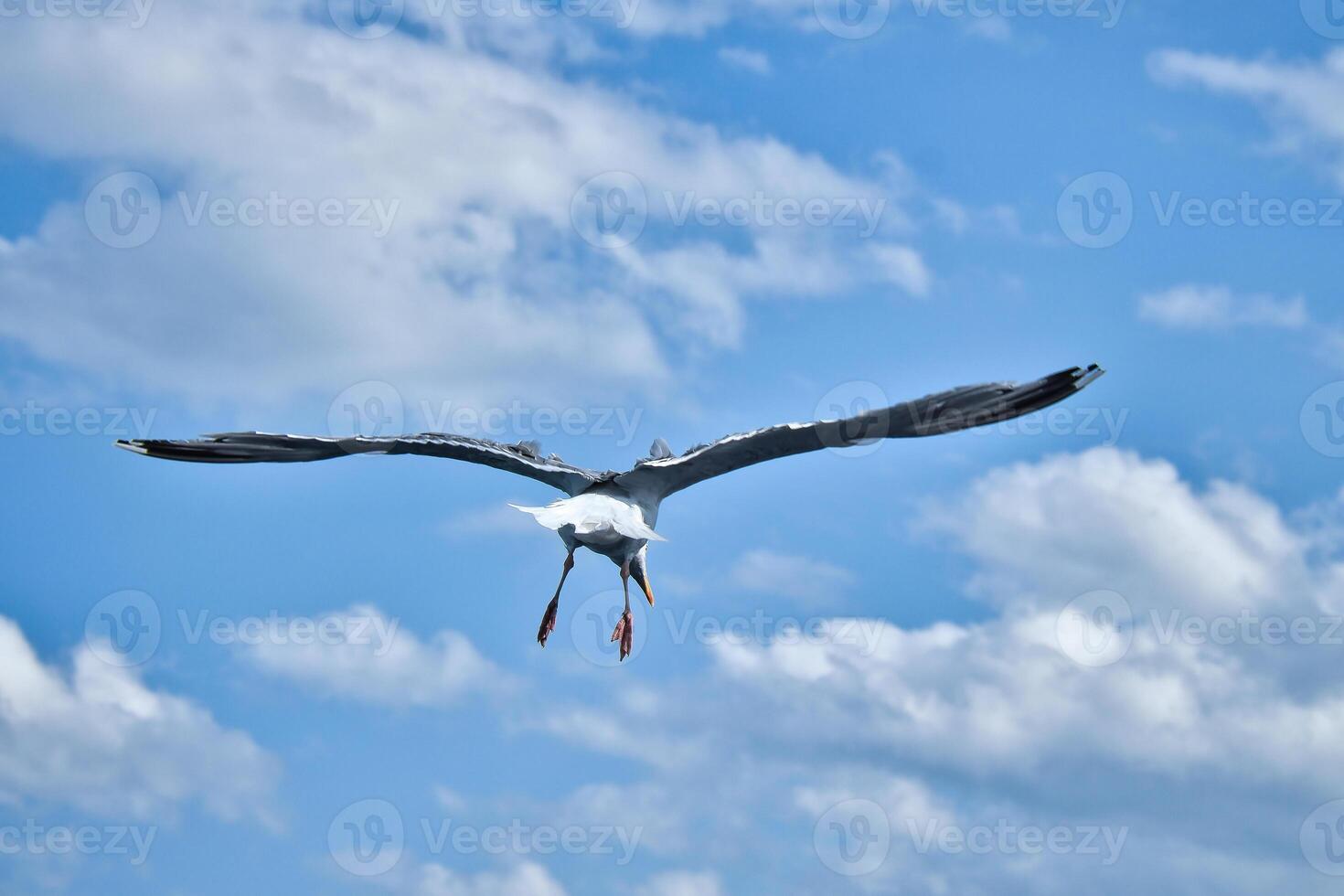 Seagull flying in the sky. White clouds in the background. Bird from the coast. photo