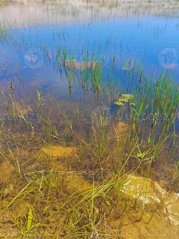Nature reflections on the pond, where lush green grasses gently sway into the water. photo