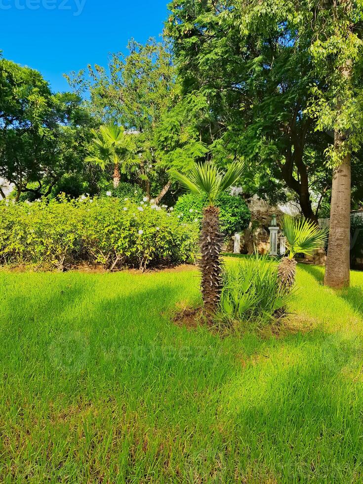 Vibrant scene of young palm trees under the warm sun, green trees with elongated shadows on the lush green grass. The bright blue sky serves as a backdrop, creating a serene and tropical ambiance photo