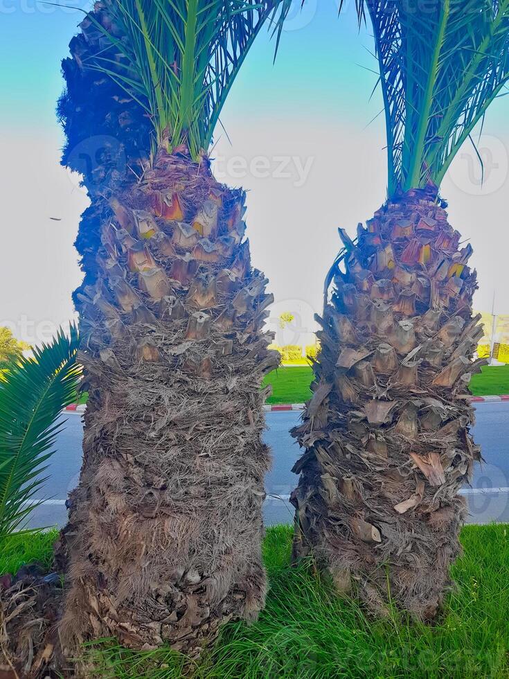A detailed close-up of the stems of palm trees, intricate patterns and natural beauty of the stems photo