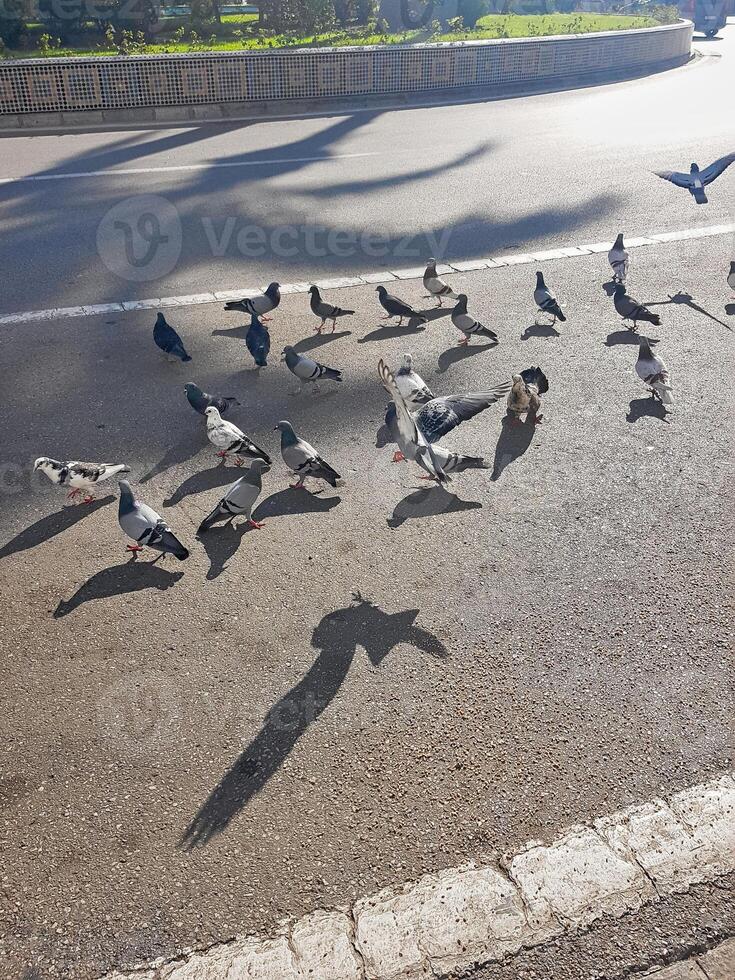 Urban Pigeons Feeding on City Asphalt, A lively group of pigeons gathers on an asphalt road in city photo