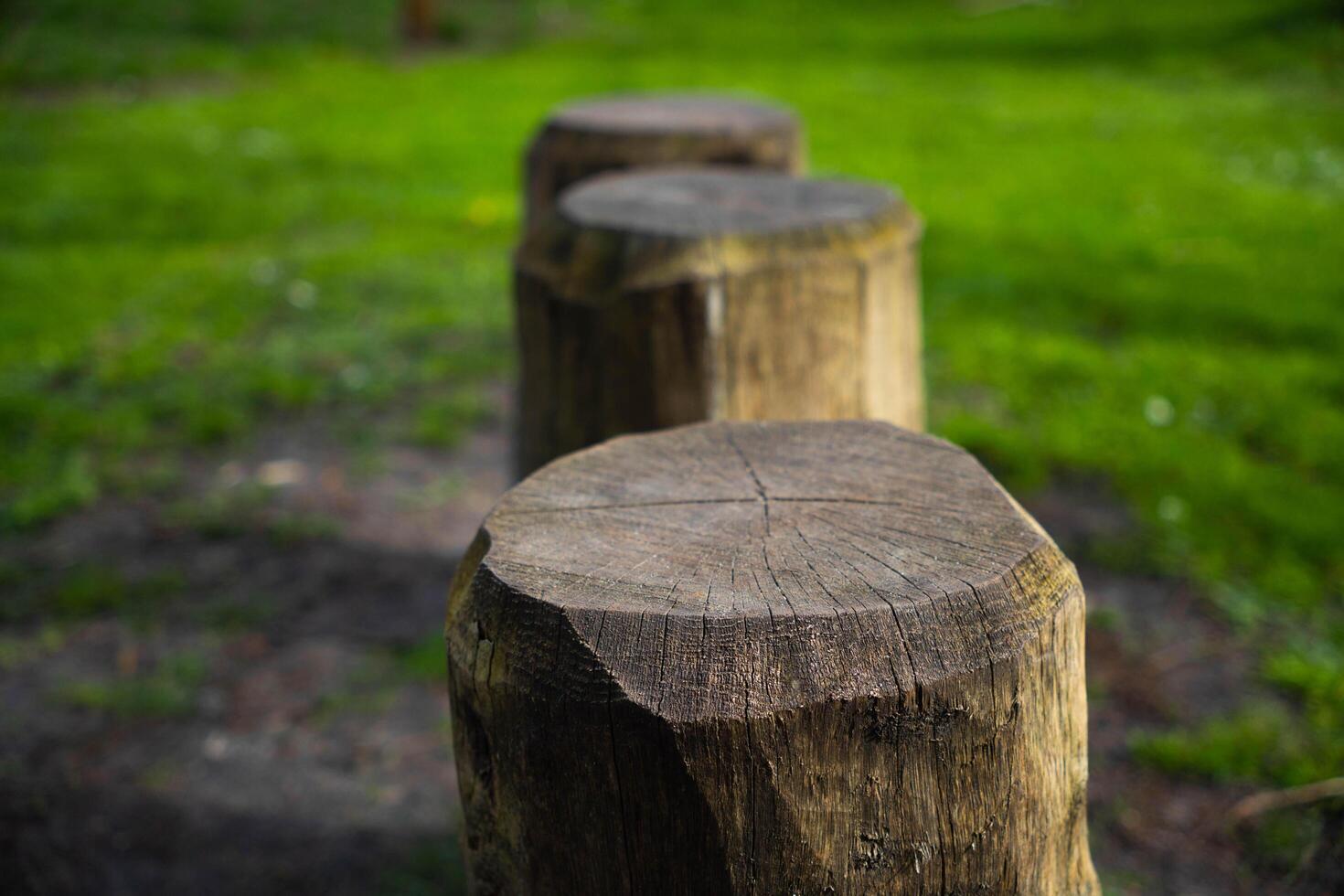 Path of logs in a park photo
