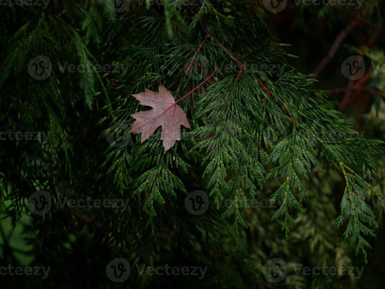 Fallen autumn red maple leaf covered with raindrops. Natural background photo