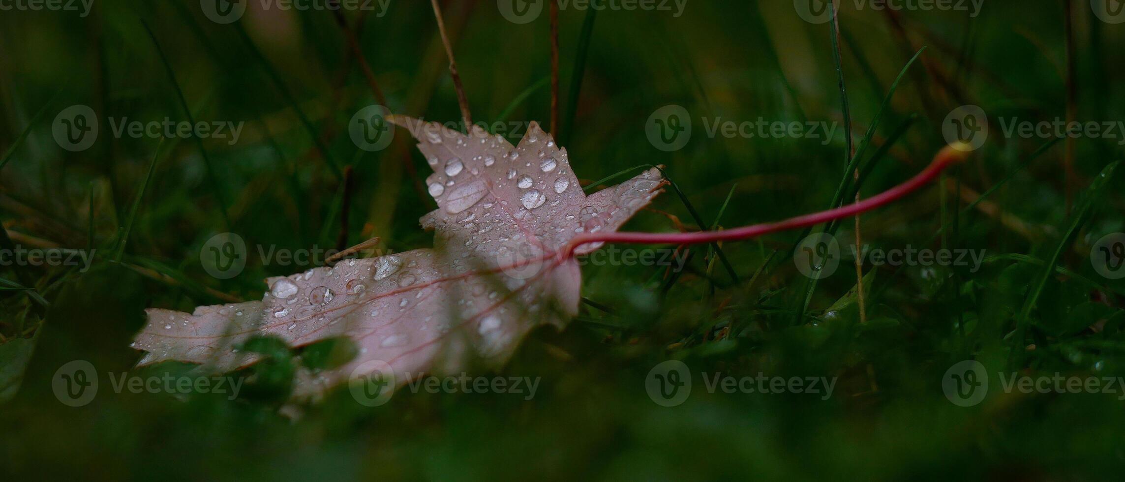 Fallen autumn red maple leaf covered with raindrops on green grass. Natural background photo