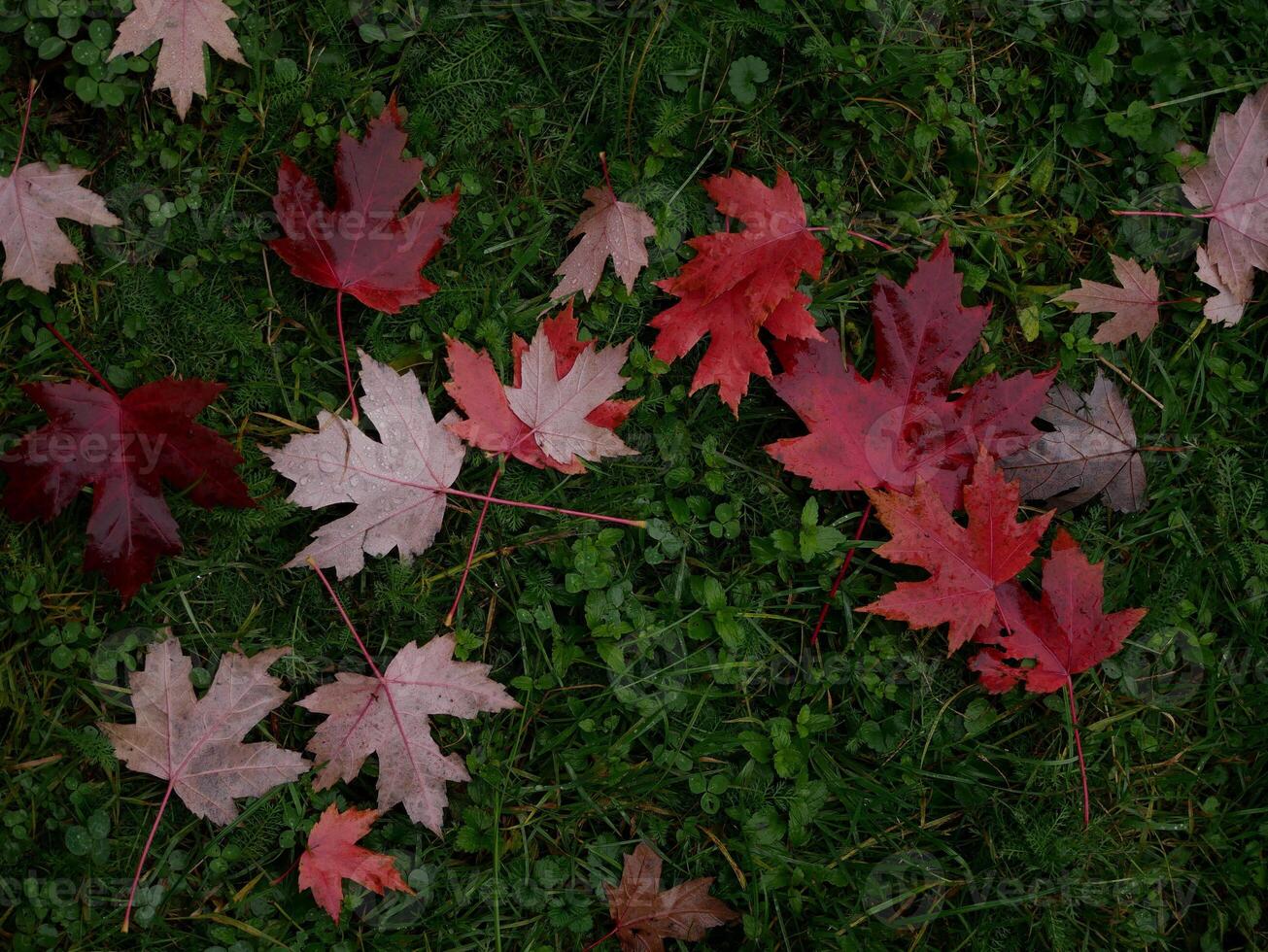 Fallen autumn red maple leaves covered with raindrops on green grass. Natural background photo