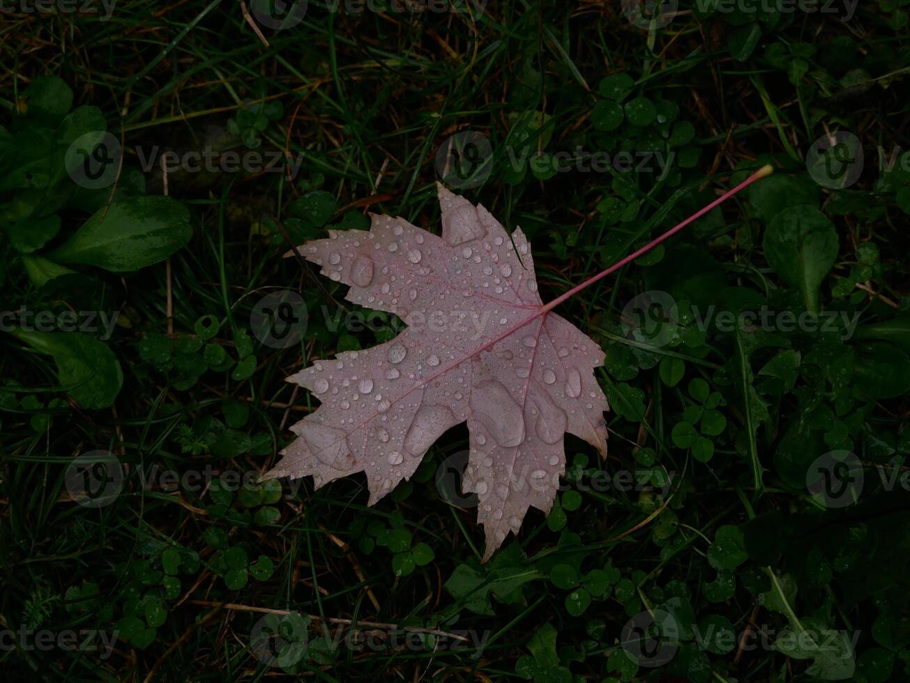 Fallen autumn red maple leaf covered with raindrops on green grass. Natural background photo