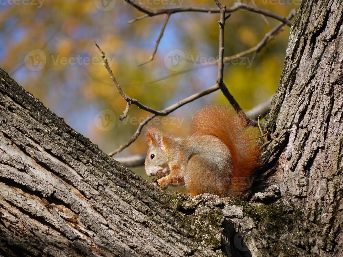 Squirrel sits on a tree branch and eats a nut in the park in autumn photo