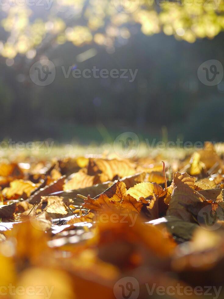 Fallen autumn yellow leaves on the ground close up in sunlight with blurred background photo