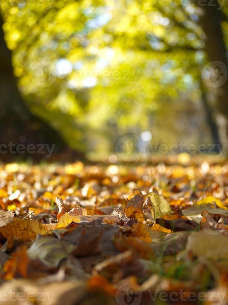 Fallen autumn yellow leaves on the ground close up in sunlight with blurred background photo