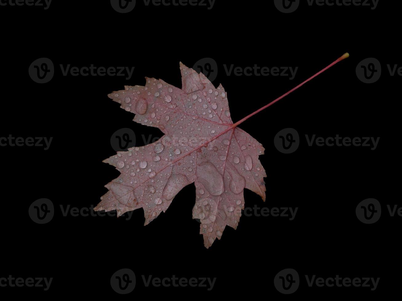 Fallen autumn red maple leaf covered with raindrops isolated on black background. Natural design element photo