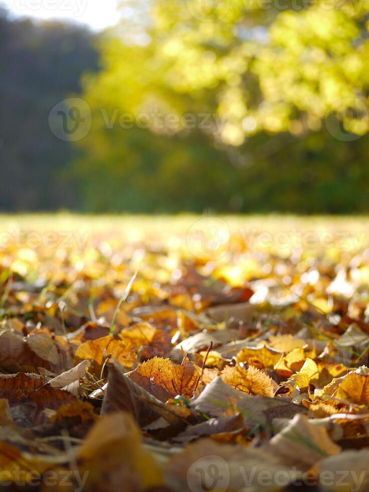 Fallen autumn yellow leaves on the ground close up in sunlight with blurred background photo