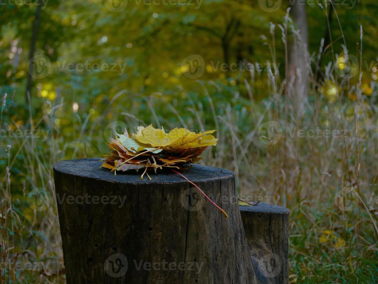 Fallen yellow colored autumn leaves are lying on a wooden stump in the forest photo