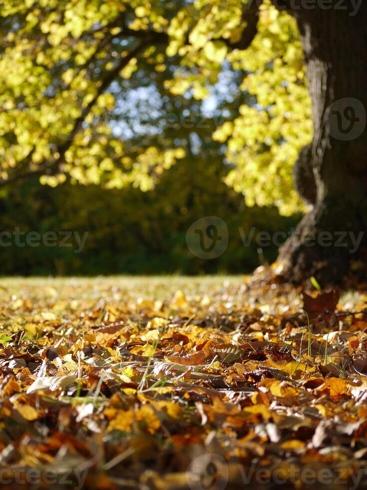 Fallen autumn yellow leaves on the ground close up in sunlight with blurred background photo
