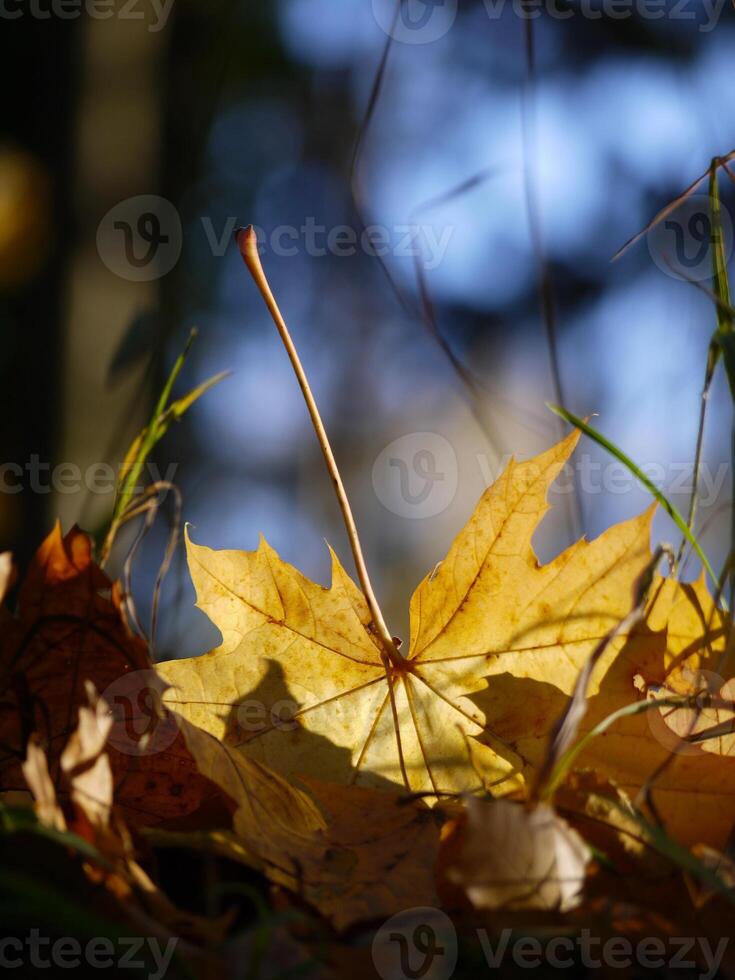 Fallen autumn yellow maple leaves on the ground close up in sunlight with blurred background photo