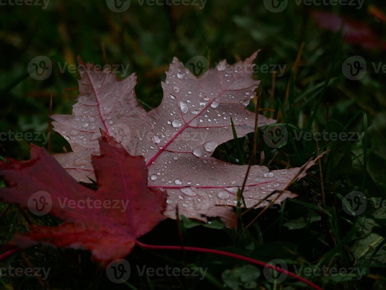 Fallen autumn red maple leaves covered with raindrops on green grass. Natural background photo